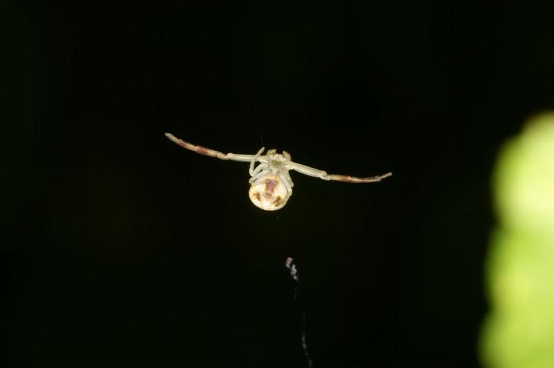 Misumena_vatia_D6071_Z_89_Les Gris_Frankrijk.jpg